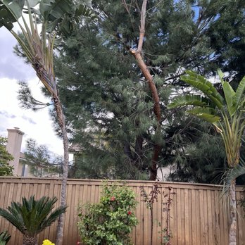 Bird's Tree service - Trimmed back overhanging pine needle trees to property line. - Tree Services Near Me