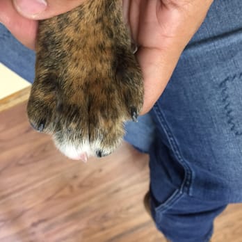 PetSmart - Trimmed nails. - Pet Groomers Near Me - Torrance, California PetSmart - Trimmed nails. - Pet Groomers Near Me - Torrance, California