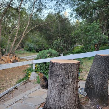 Sindelar Tree Service - Can't believe how clean they left everything, can see the neat stack of wood on the right. And no branches in sight - Tree Services Near Me Sindelar Tree Service - Can't believe how clean they left everything, can see the neat stack of wood on the right. And no branches in sight - Tree Services Near Me