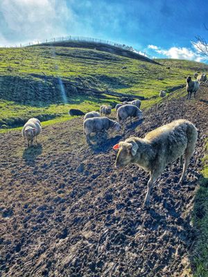 Toluma Farms & Tomales Farmstead Creamery by null