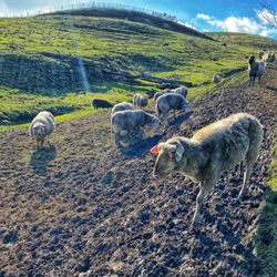 Toluma Farms & Tomales Farmstead Creamery - Happy sheep make the best cheese!!!