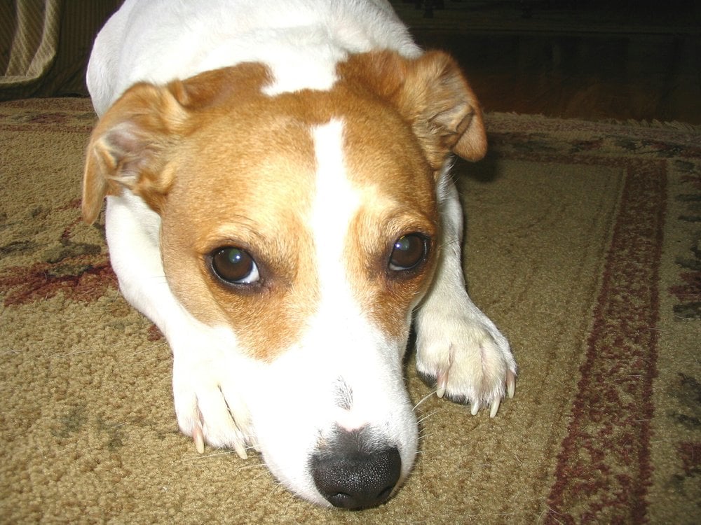 ROB’S DOG WALKING Updated April 2024 East Greenbush, New York Dog