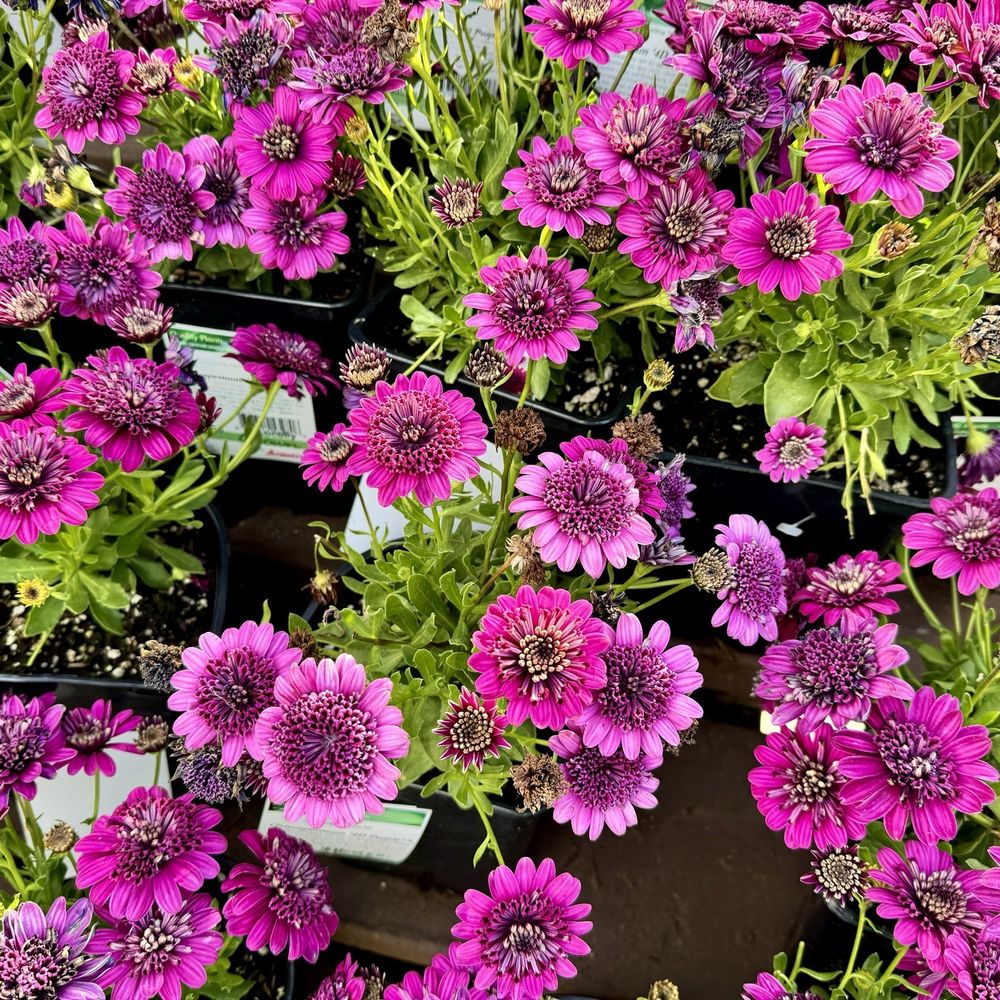 Armstrong Garden Centers - Nurseries & Gardening Near Me - Pasadena, California Armstrong Garden Centers - Nurseries & Gardening Near Me - Pasadena, California