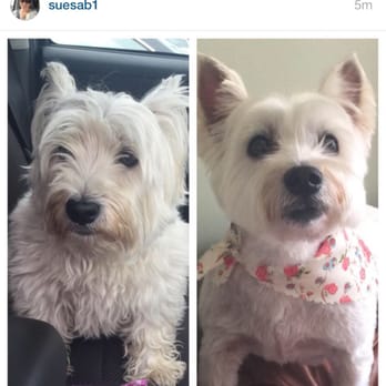 Happy Pet Salon - Good experience. My Westie looked great.I felt comfortable leaving her and they did a great job. I will def return.professional. - Pet Groomers Near Me - East Meadow, New York Happy Pet Salon - Good experience. My Westie looked great.I felt comfortable leaving her and they did a great job. I will def return.professional. - Pet Groomers Near Me - East Meadow, New York
