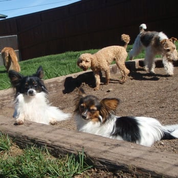 Two Rock Dog Ranch - chilling in the sand box - Pet Sitting Near Me - Petaluma, California Two Rock Dog Ranch - chilling in the sand box - Pet Sitting Near Me - Petaluma, California