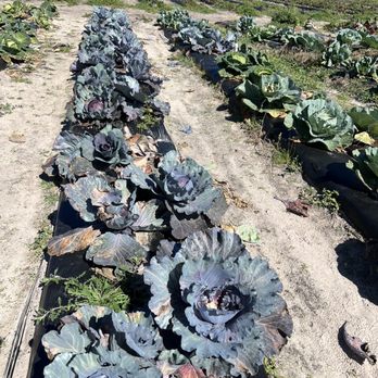 Upicktopia - Pick Your Own Farms Near Me - Masaryktown, Florida Upicktopia - Pick Your Own Farms Near Me - Masaryktown, Florida