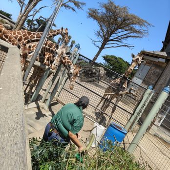 San Francisco Zoo - Giraffe feeding at like 1250pm. - Zoos Near Me - San Francisco, California San Francisco Zoo - Giraffe feeding at like 1250pm. - Zoos Near Me - San Francisco, California