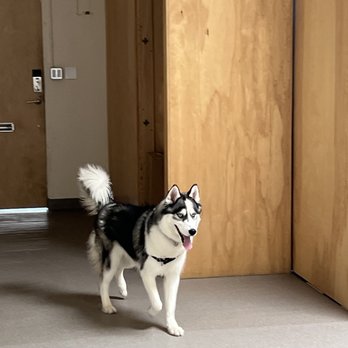 Howling Dog - Pet Sitting Near Me - Culver City, California Howling Dog - Pet Sitting Near Me - Culver City, California