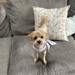 Magic Paws - Cooper after