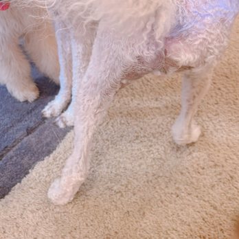 PetSmart - Showing how she shave her when she could've brush her when I paid double time. - Pet Training Near Me - Riverside, California