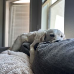 Legacy Animal Emergency Hospital - Love, Bergen