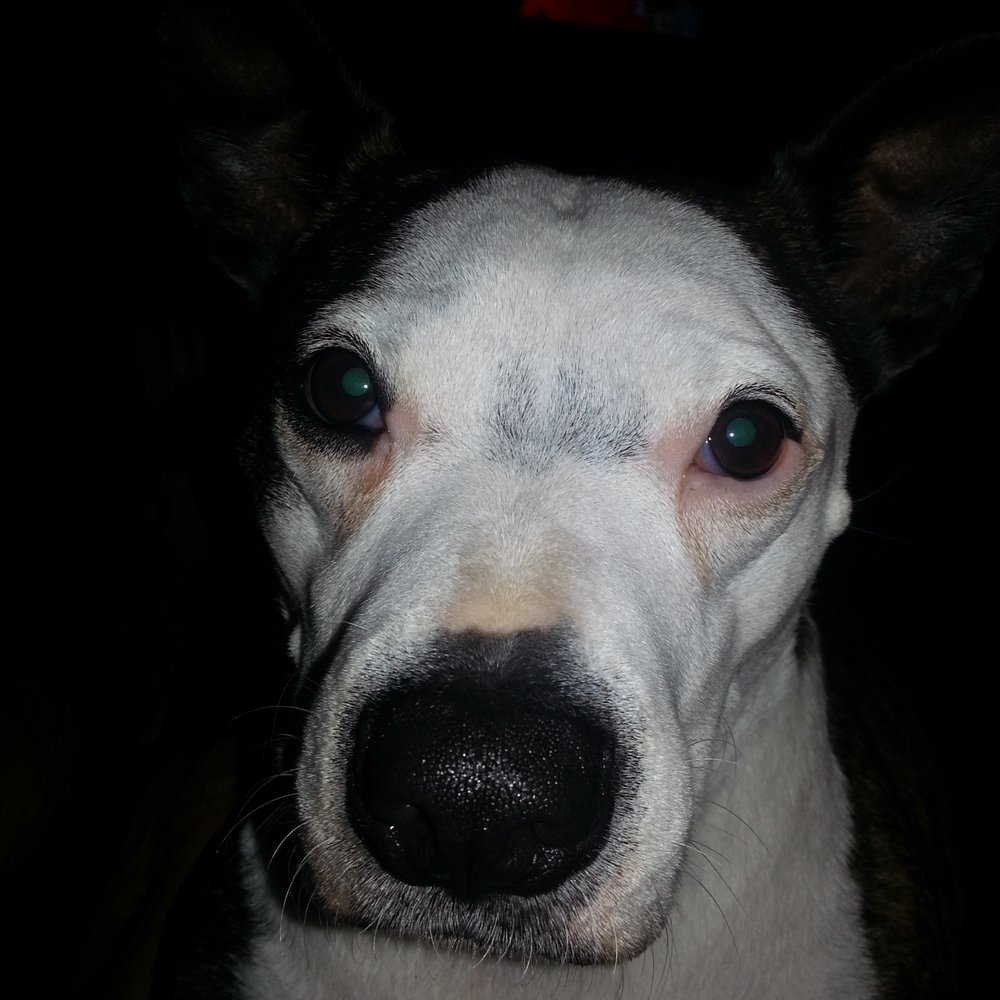 PetSmart - I spent 3 hours at the spa today and I feel marvelous! - Pet Training Near Me - Jacksonville, Florida