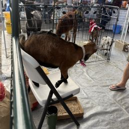 The GOAT lol!