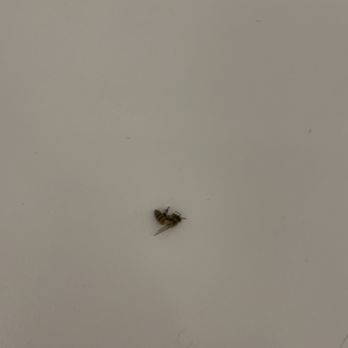 EcoGuard Pest Control - Pest Control Near Me - Mesa, Arizona EcoGuard Pest Control - Pest Control Near Me - Mesa, Arizona