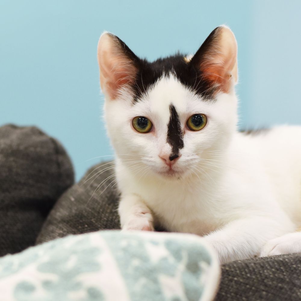 Mini Cat Town - Pet Adoption Near Me - San Jose, California Mini Cat Town - Pet Adoption Near Me - San Jose, California