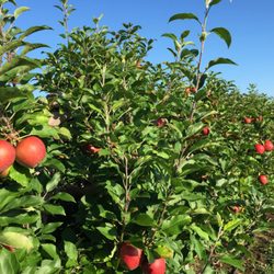 Dawson's Orchards, Inc.