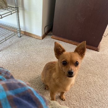 Classy Canine's Wiggle Rumps - Before - Pet Groomers Near Me - Castrovalley, California