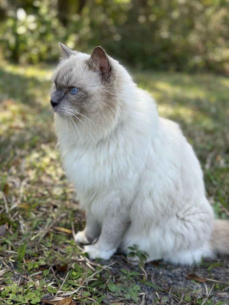 WOOFIE’S OF LUTZ Updated September 2024 91 Photos Tampa, Florida Pet Sitting Phone