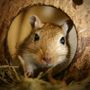 Rent-A-Gerbil Oregon
