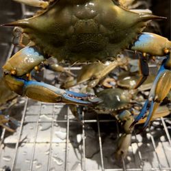 Bill Forrest Seafood - Blue crab