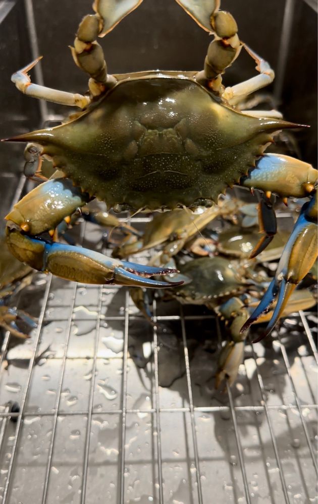 Bill Forrest Seafood Logo