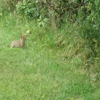 Day Road Park - Bunny rabbit - Playgrounds Near Me - Lockport, New York