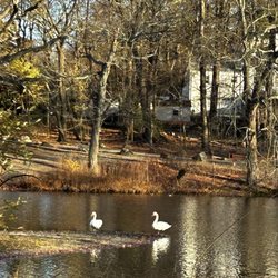 Meshanticut State Park - Swans