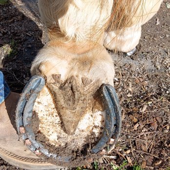 Tonda Husty’s Farrier Services - Farriers Near Me Tonda Husty’s Farrier Services - Farriers Near Me