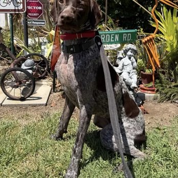 OffLeash SoCal - Pet Training Near Me - Santa Monica, California