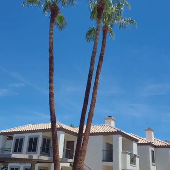 RN Landscape - Palm tree trimming and skining.. - Landscaping Near Me RN Landscape - Palm tree trimming and skining.. - Landscaping Near Me