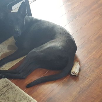 Adopt A Doggie - She thought I hid her bone.... - Pet Adoption Near Me Adopt A Doggie - She thought I hid her bone.... - Pet Adoption Near Me