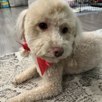 Dream Pet Grooming  - Pet Groomers Near Me - Irvine, California