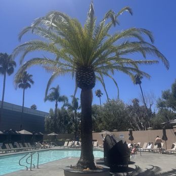 Hyatt Regency Santa Clara - Pool - Hotels Near Me - Santa Clara, California Hyatt Regency Santa Clara - Pool - Hotels Near Me - Santa Clara, California