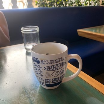 Fig Tree Cafe - A small example of the fly problem. Imagine this on every item of food and drink. - Sandwiches Near Me - Pacific Beach, California Fig Tree Cafe - A small example of the fly problem. Imagine this on every item of food and drink. - Sandwiches Near Me - Pacific Beach, California