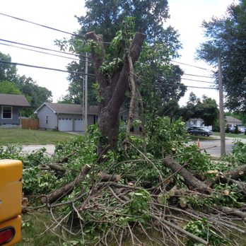 My Tree Guys - Tree Services Near Me