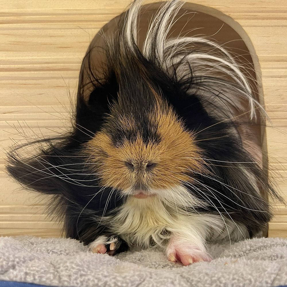 Exotic Animal Veterinary Center - Veterinarians Near Me - Pasadena, California