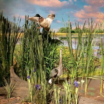 Indiana State Museum - Water fowl - Museums Near Me - Indianapolis, Indiana Indiana State Museum - Water fowl - Museums Near Me - Indianapolis, Indiana
