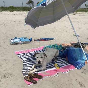 Longport Dog Beach - Eddy enjoys Longport Dog Beach - Beaches Near Me - Somers Point, New Jersey