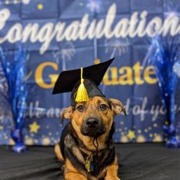 Puppy School Graduate
