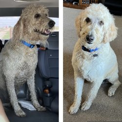 Rebecca's Buddies - Before and after