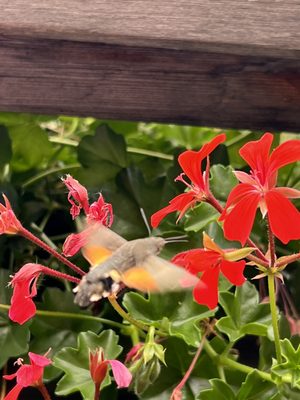 Alpina Eclectic Hotel & Spa by null