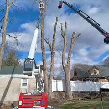 Shark Tree Service - Tree Services Near Me - Landing, New Jersey Shark Tree Service - Tree Services Near Me - Landing, New Jersey