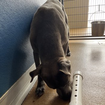 Anderson County PAWS - Part of their "enrichment" (puppy kibble in tubes to encourage playing and getting treats) - Animal Shelters Near Me - Anderson, South Carolina
