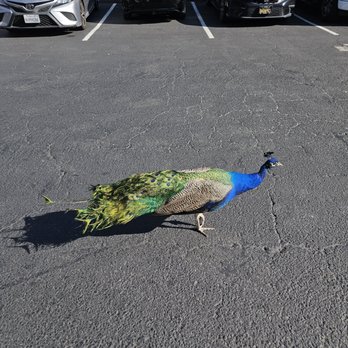 Peacock Cafe - Peacock - American Near Me - Arcadia, California