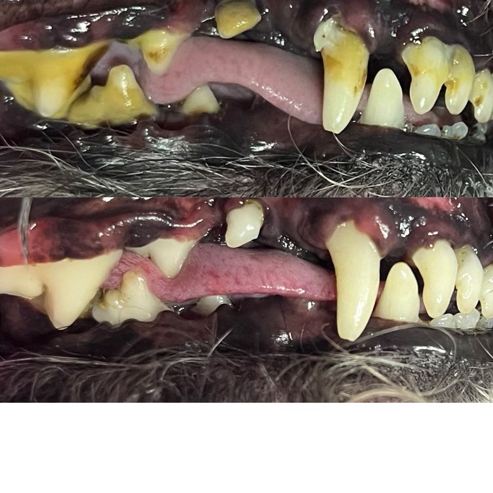 Bright N Shine Pet Dental - Before and after photos of the cleaning - Pet Groomers Near Me - Pompano Beach, Florida Bright N Shine Pet Dental - Before and after photos of the cleaning - Pet Groomers Near Me - Pompano Beach, Florida
