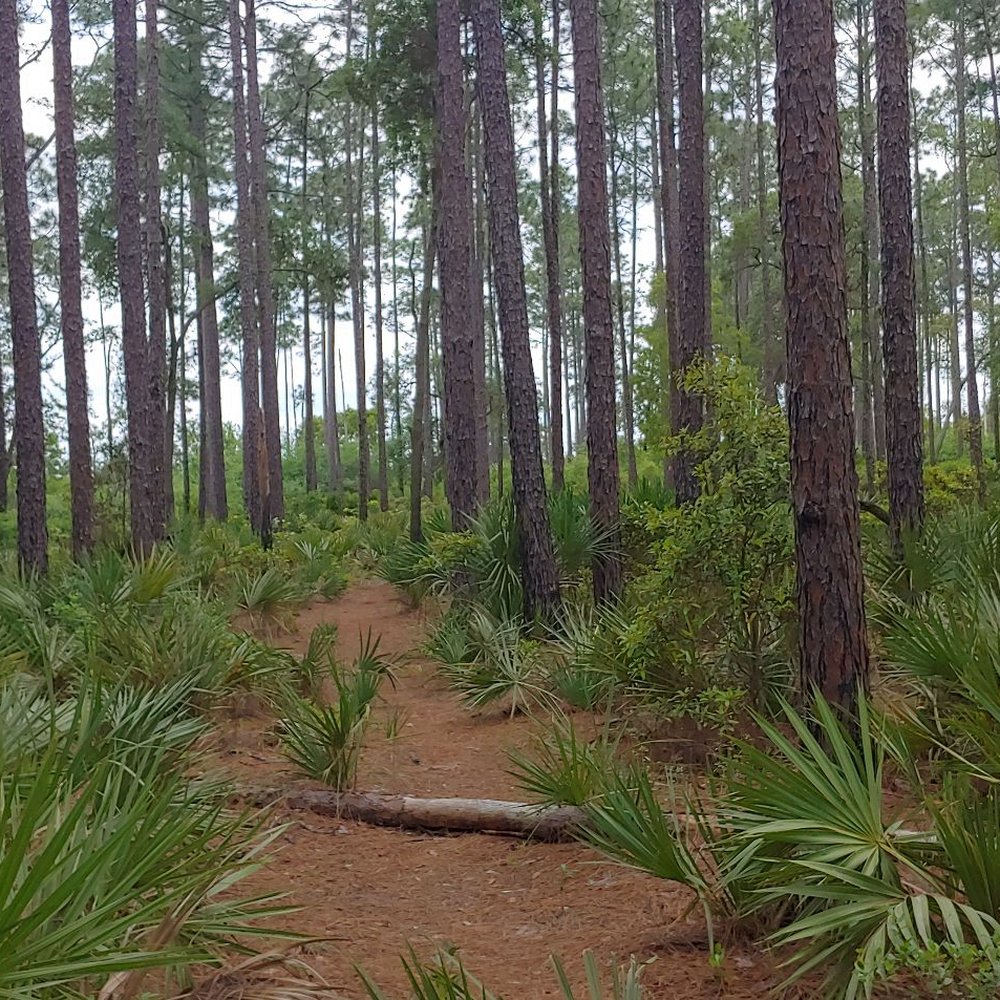 Yearling Trail - Parks Near Me - Salt Springs, Florida