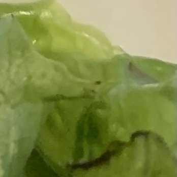 Anaya's Seafood Scratch Kitchen - Lettuce appears old or rotten. You can see black - Seafood Near Me - Dallas, Texas