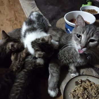 Ace Veterinary Clinic - Sugar Puss and her Kittens - Veterinarians Near Me - San Antonio, Texas Ace Veterinary Clinic - Sugar Puss and her Kittens - Veterinarians Near Me - San Antonio, Texas