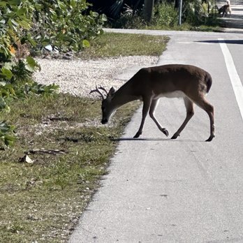 No Name Pub - Tiny buck - American Near Me - Big Pine Key, Florida No Name Pub - Tiny buck - American Near Me - Big Pine Key, Florida