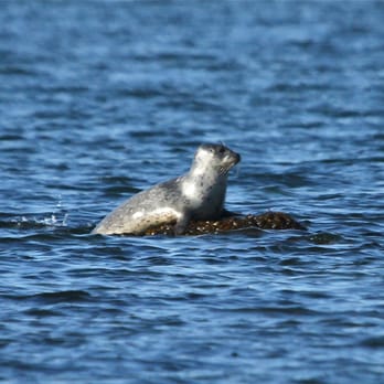 Save the Bay - Boat Tours Near Me - Newport, Rhode Island